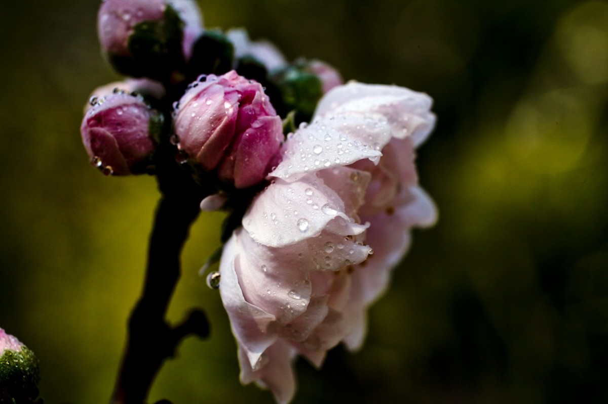 微距特写——春花