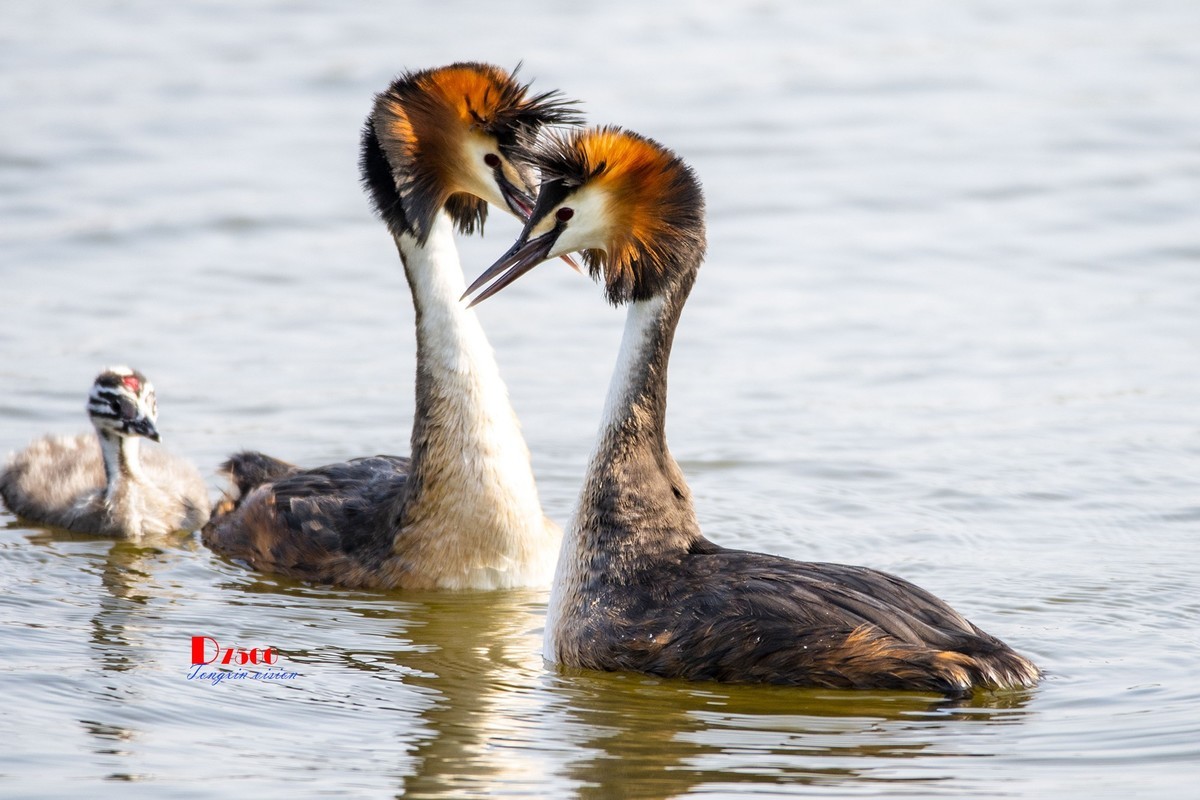 可爱的PI鹈（63）