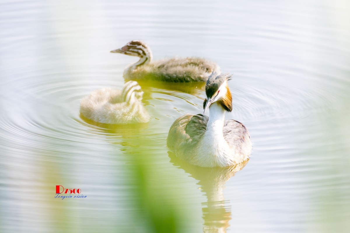 可爱的PI鹈（63）