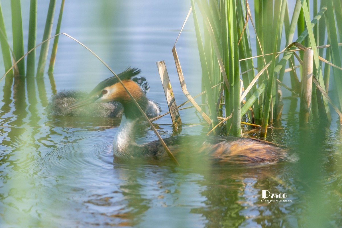 可爱的PI鹈（63）