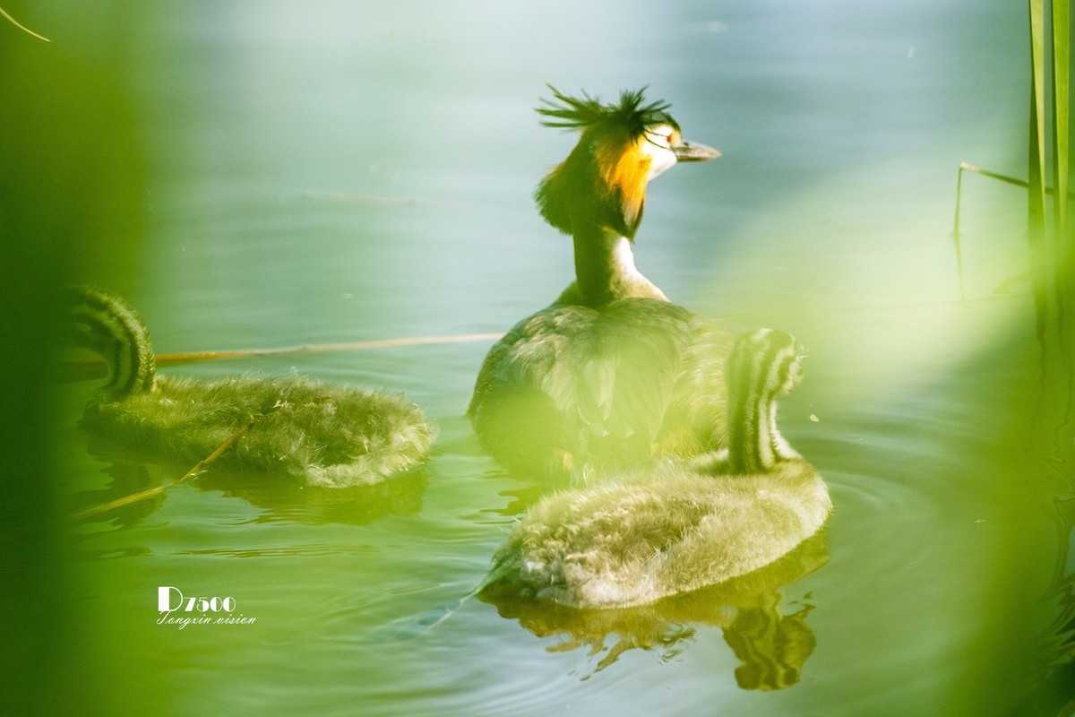 可爱的PI鹈（63）