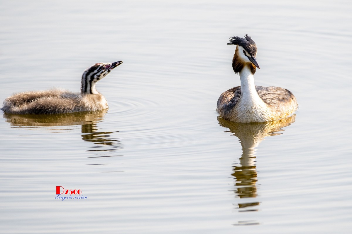 可爱的PI鹈（63）