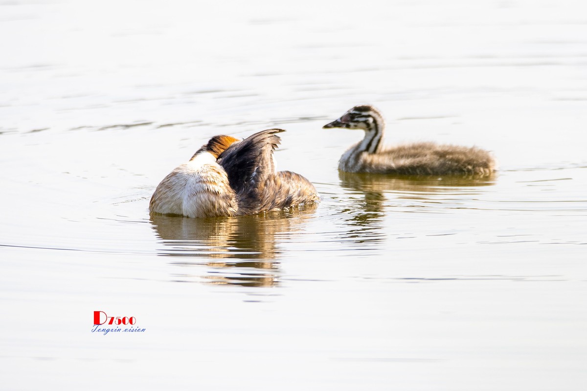 可爱的PI鹈（63）