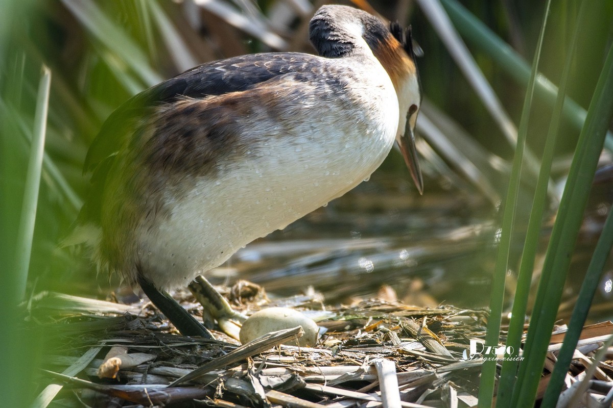 可爱的PI鹈（63）