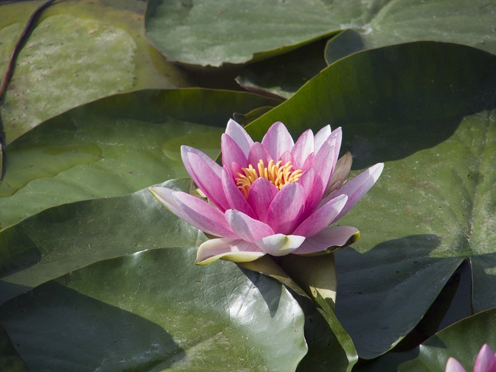 柯达，难以割舍得的色彩！(七)