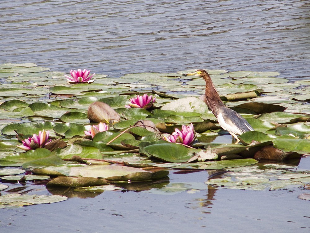 柯达，难以割舍得的色彩！(七)