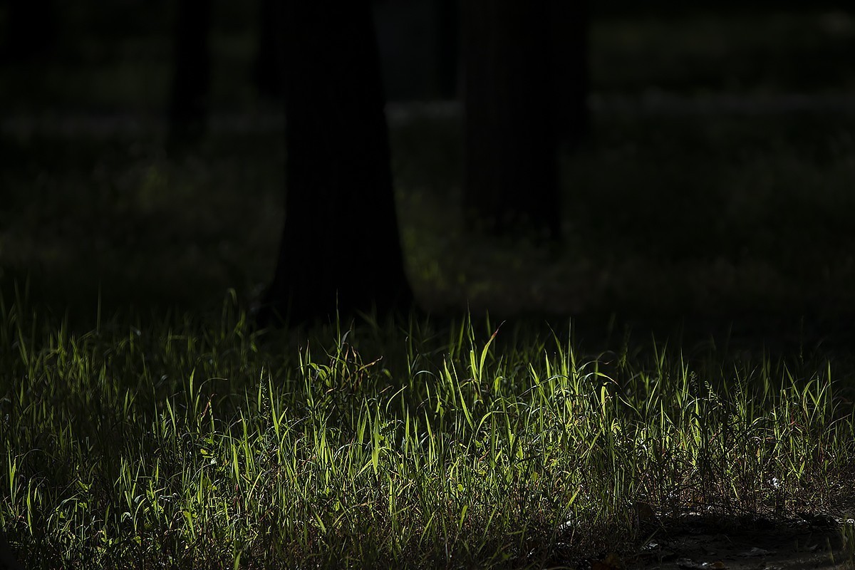 #留住美丽秋天#——风萧气瑟渐冷凉  秋露为霜草木黄 唯待来年春唤醒 重繁新绿吻时光