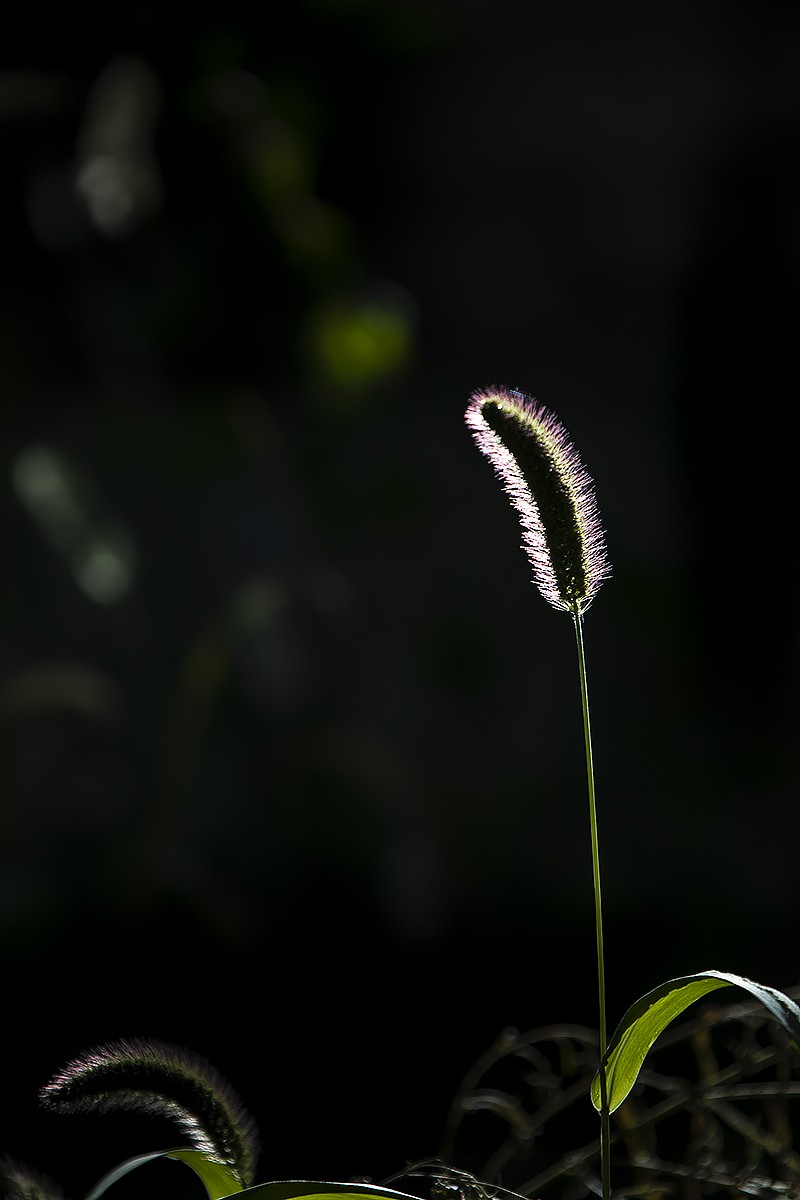 #留住美丽秋天#——风萧气瑟渐冷凉  秋露为霜草木黄 唯待来年春唤醒 重繁新绿吻时光