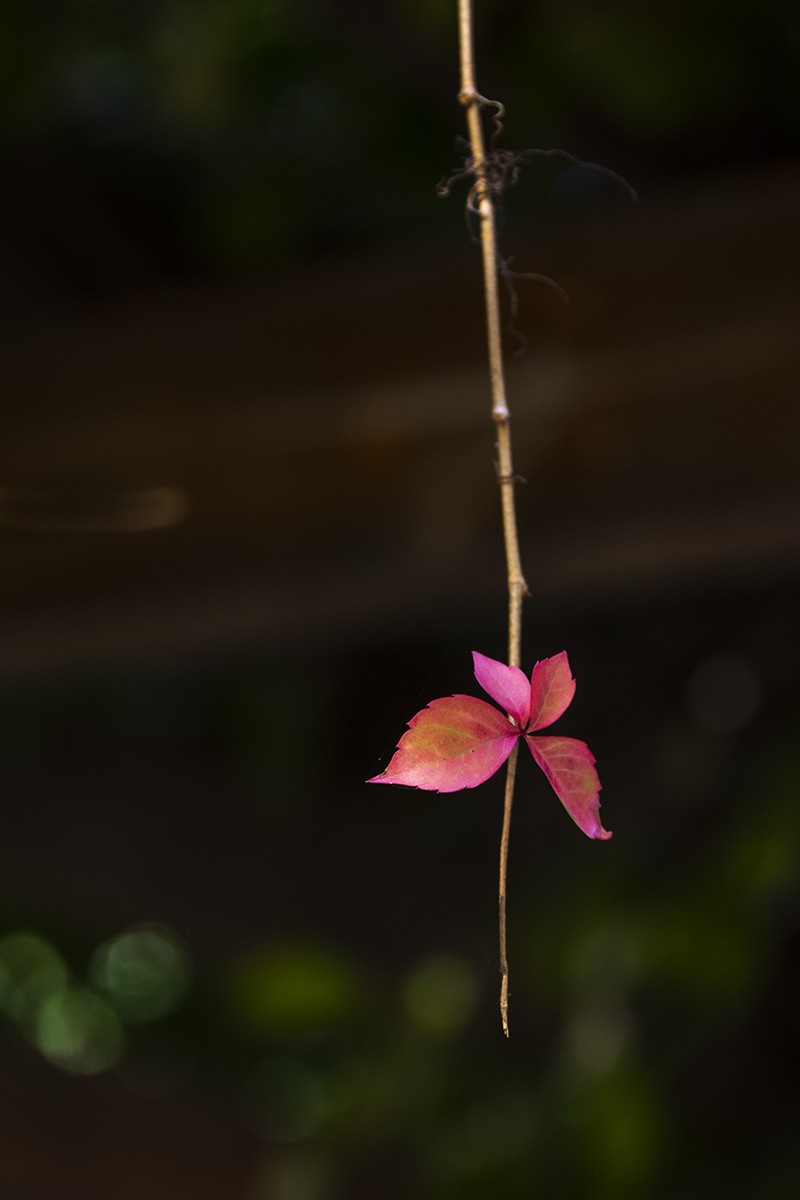 #留住美丽秋天#——风萧气瑟渐冷凉  秋露为霜草木黄 唯待来年春唤醒 重繁新绿吻时光