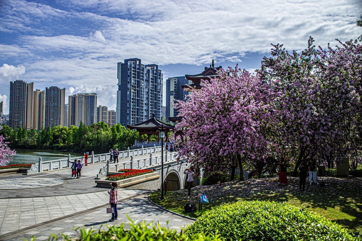 春天花开的时候