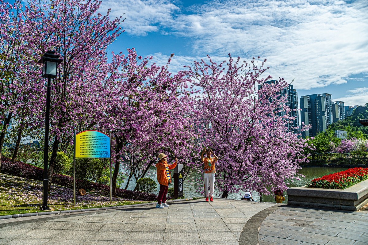 春天花开的时候