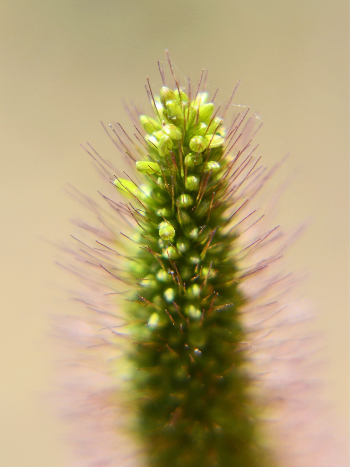 新购的*4近摄镜试拍之三