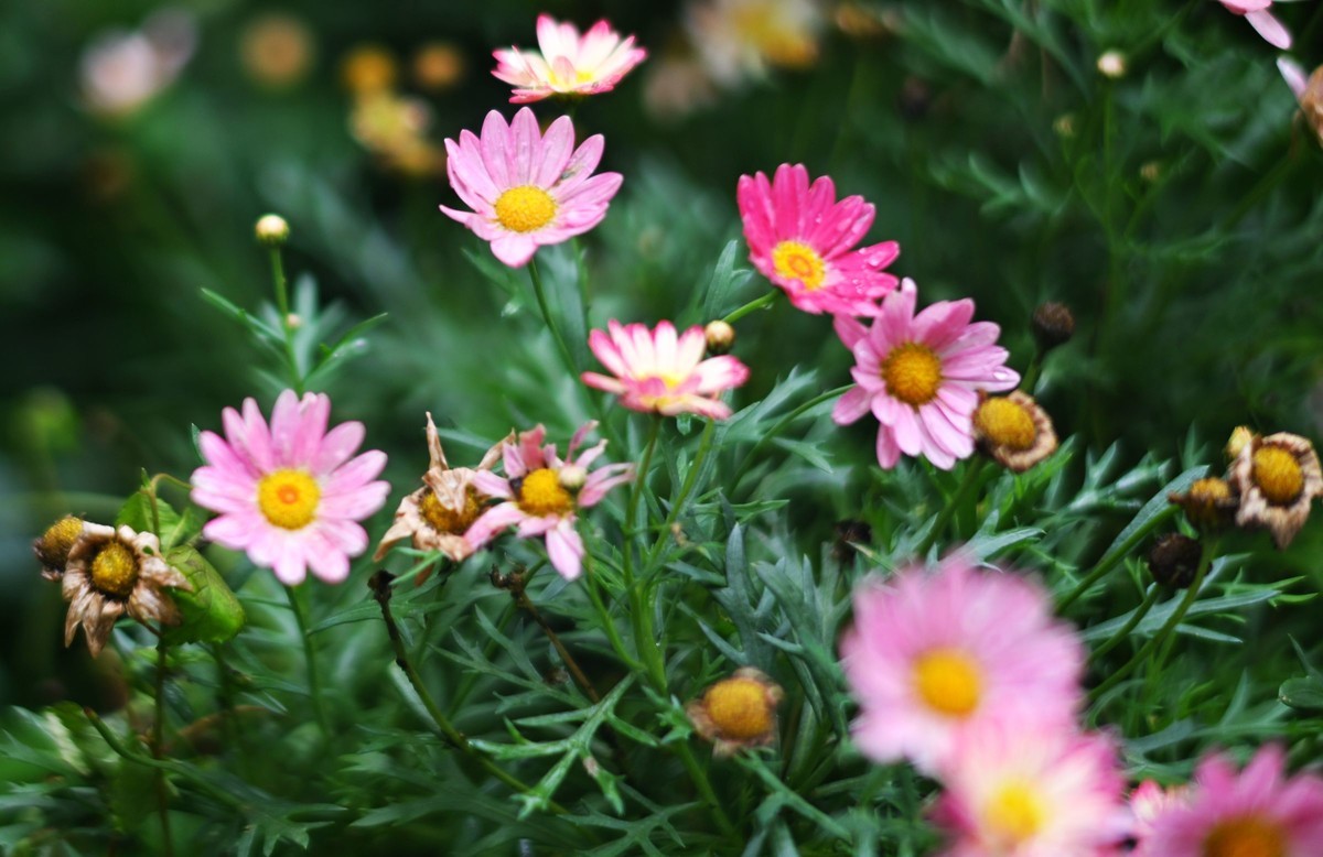 尼康ZF配二代FTZ转接环+58 1.4G/105 1.4E随拍自家花卉3