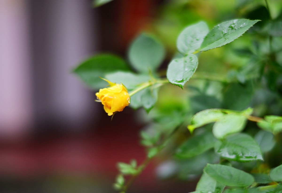 尼康ZF配二代FTZ转接环+58 1.4G/105 1.4E随拍自家花卉3