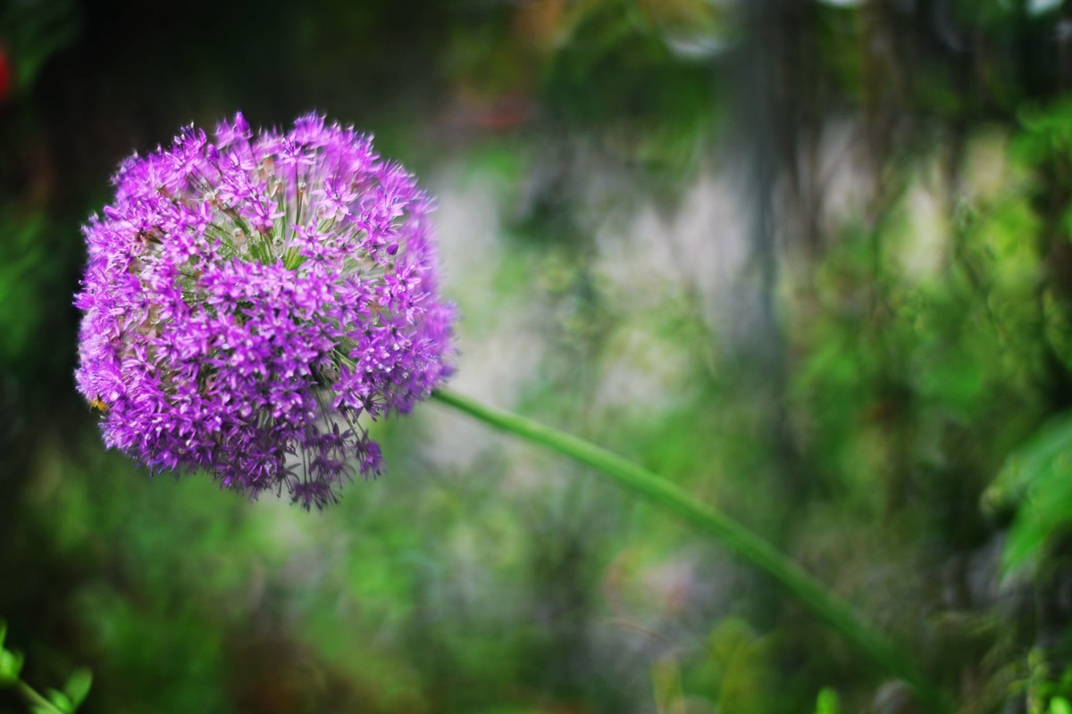 尼康ZF配二代FTZ转接环+58 1.4G/105 1.4E随拍自家花卉3