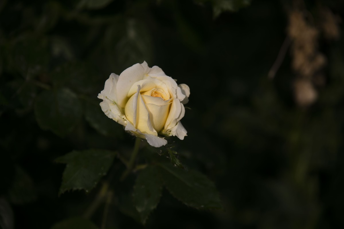 五一前后攒的几朵花，拿出来养养眼