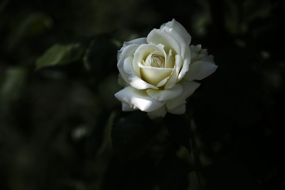 五一前后攒的几朵花，拿出来养养眼