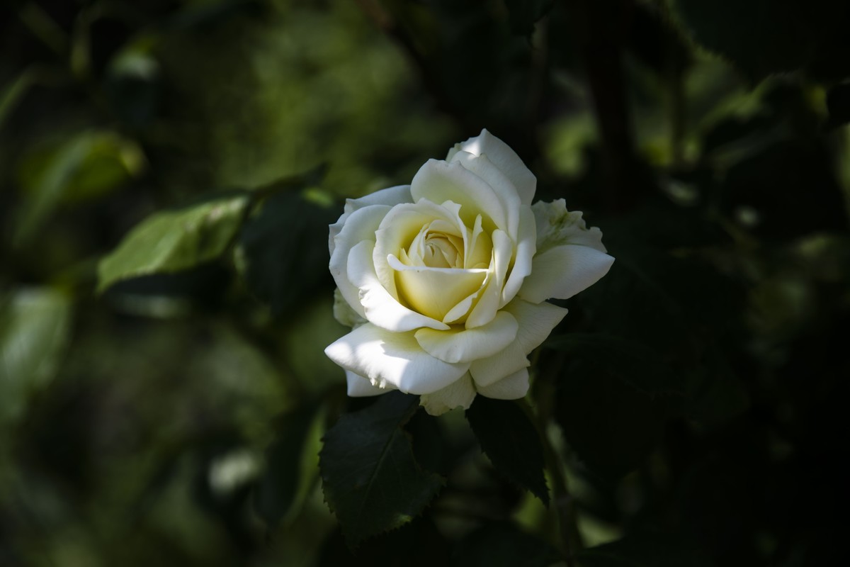 五一前后攒的几朵花，拿出来养养眼