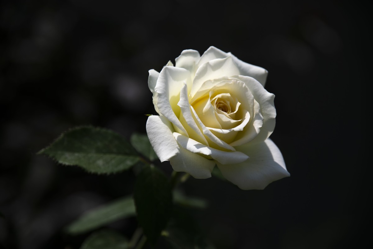 五一前后攒的几朵花，拿出来养养眼