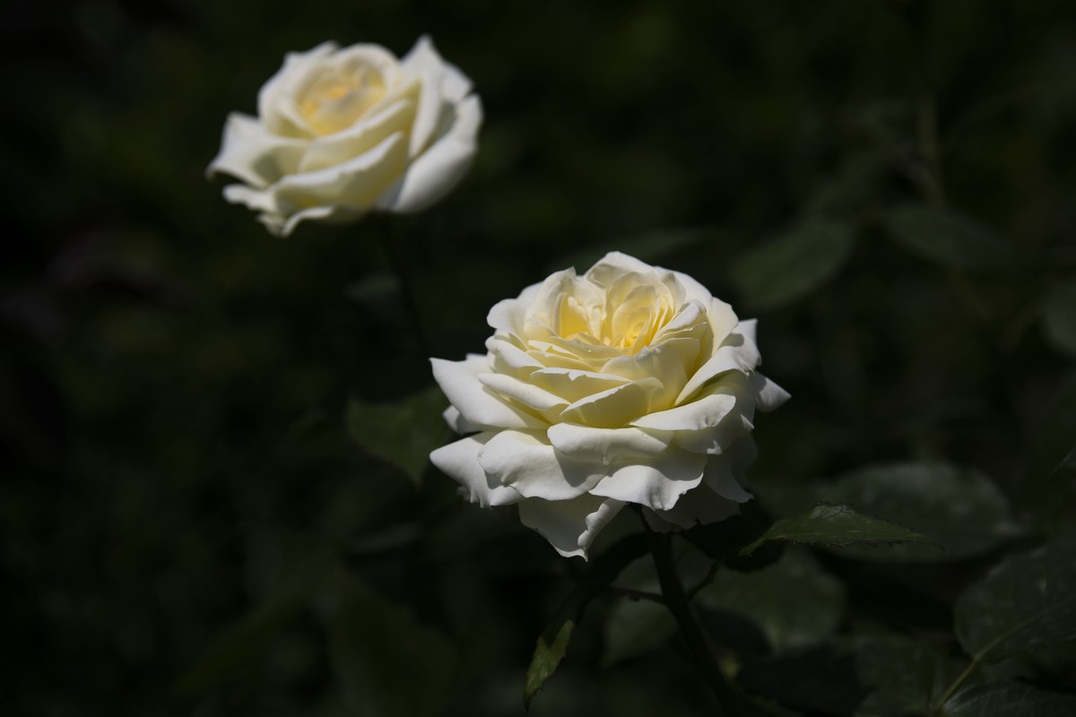 五一前后攒的几朵花，拿出来养养眼