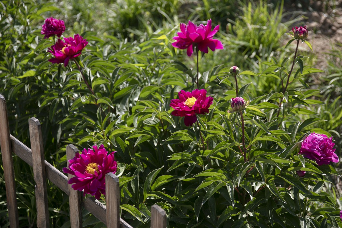 五一前后攒的几朵花，拿出来养养眼