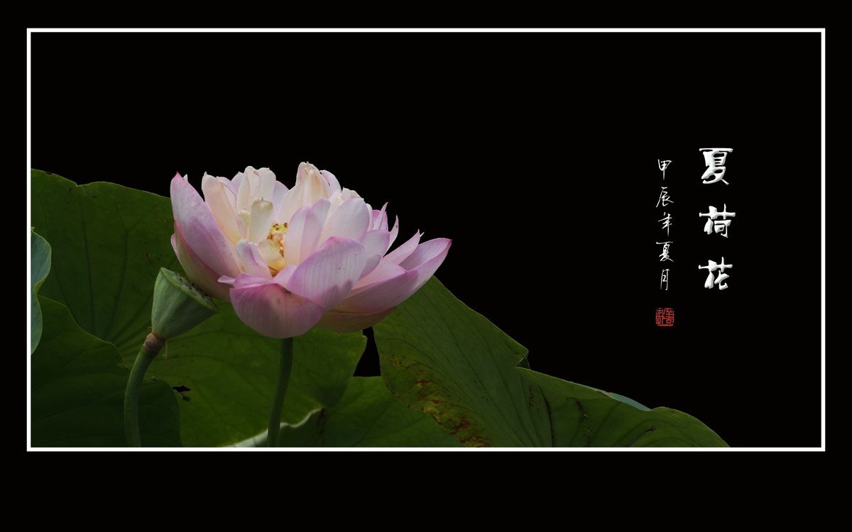 映日荷花别样红