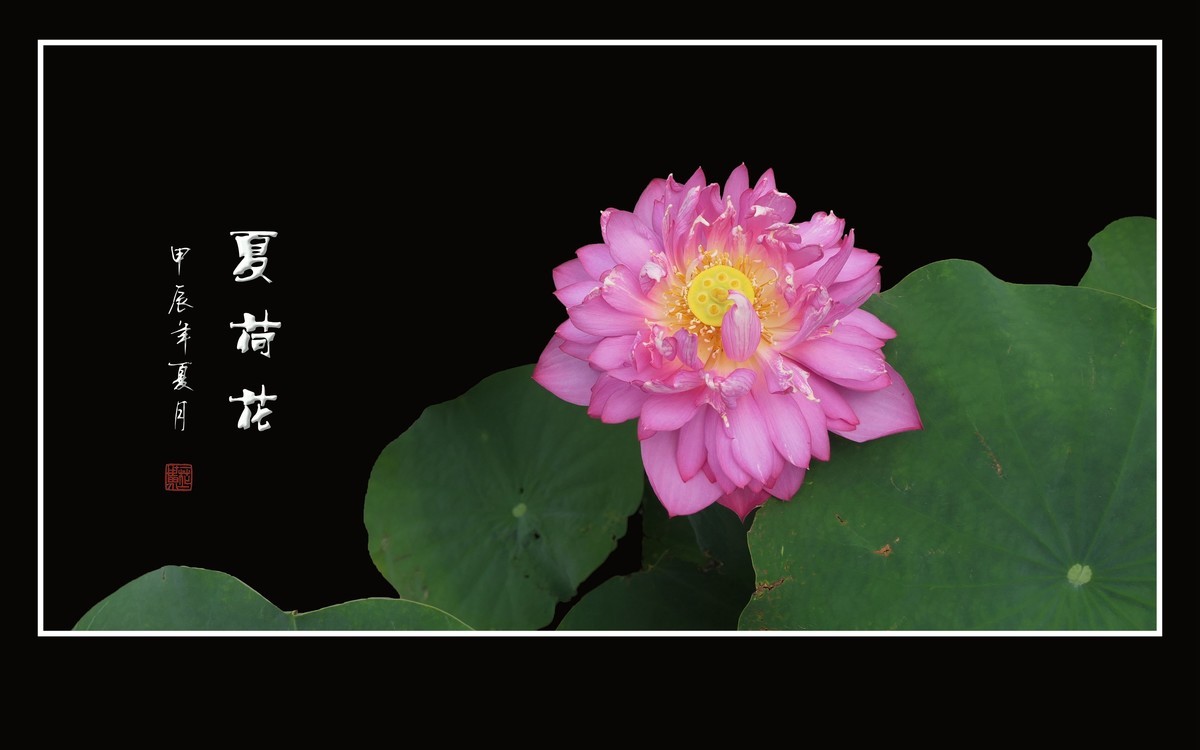 映日荷花别样红