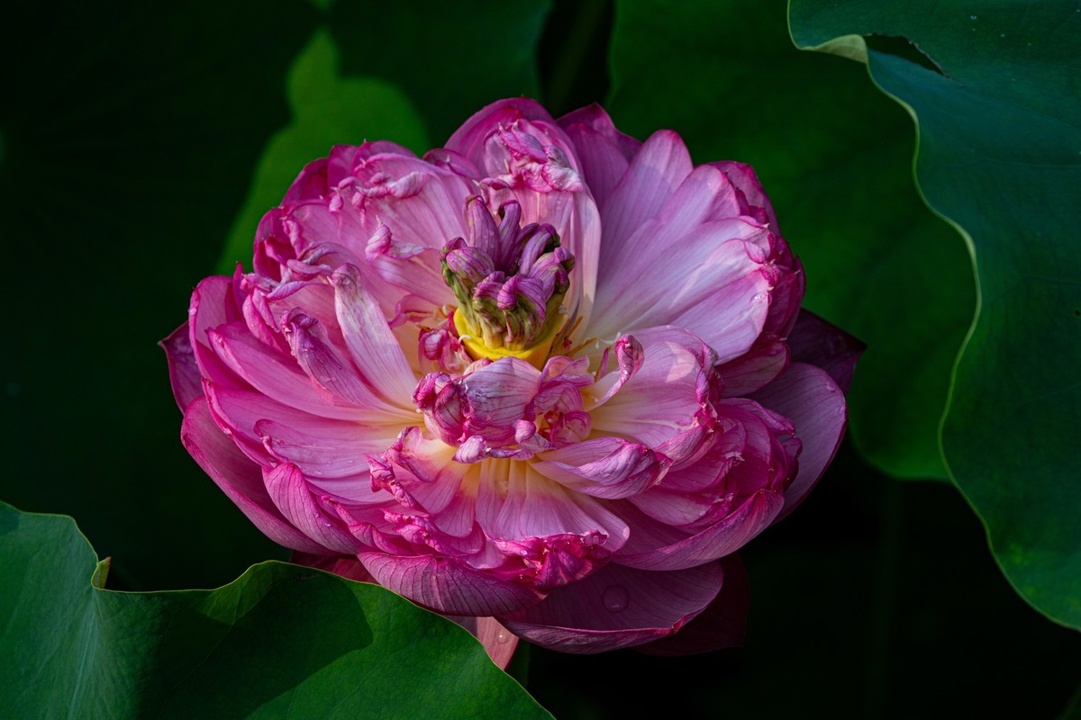 雨后千姿百艳的荷花