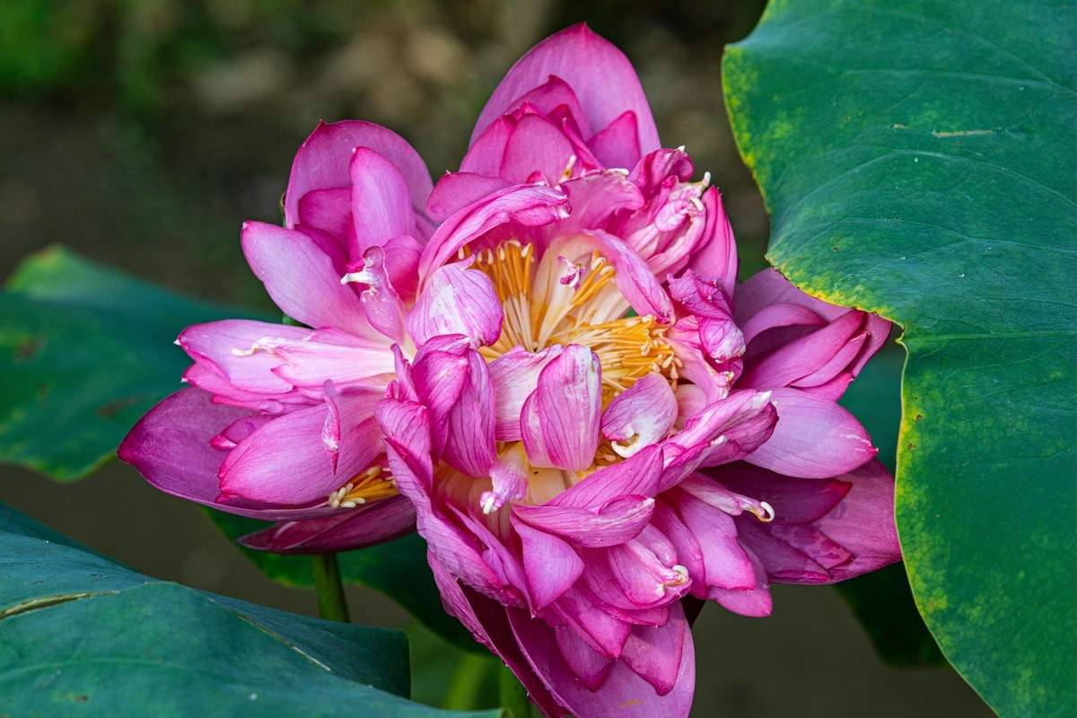 雨后千姿百艳的荷花