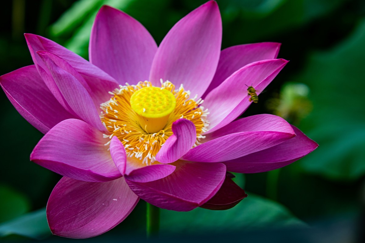 雨后千姿百艳的荷花