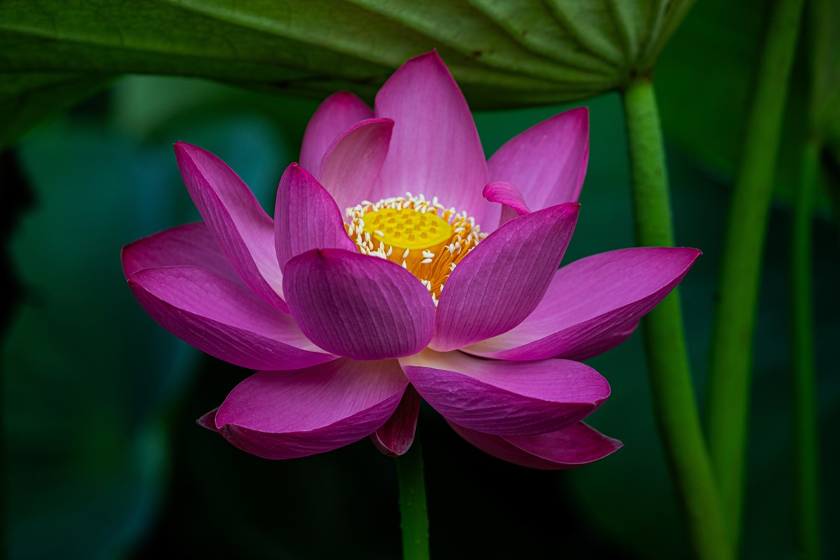 雨后千姿百艳的荷花