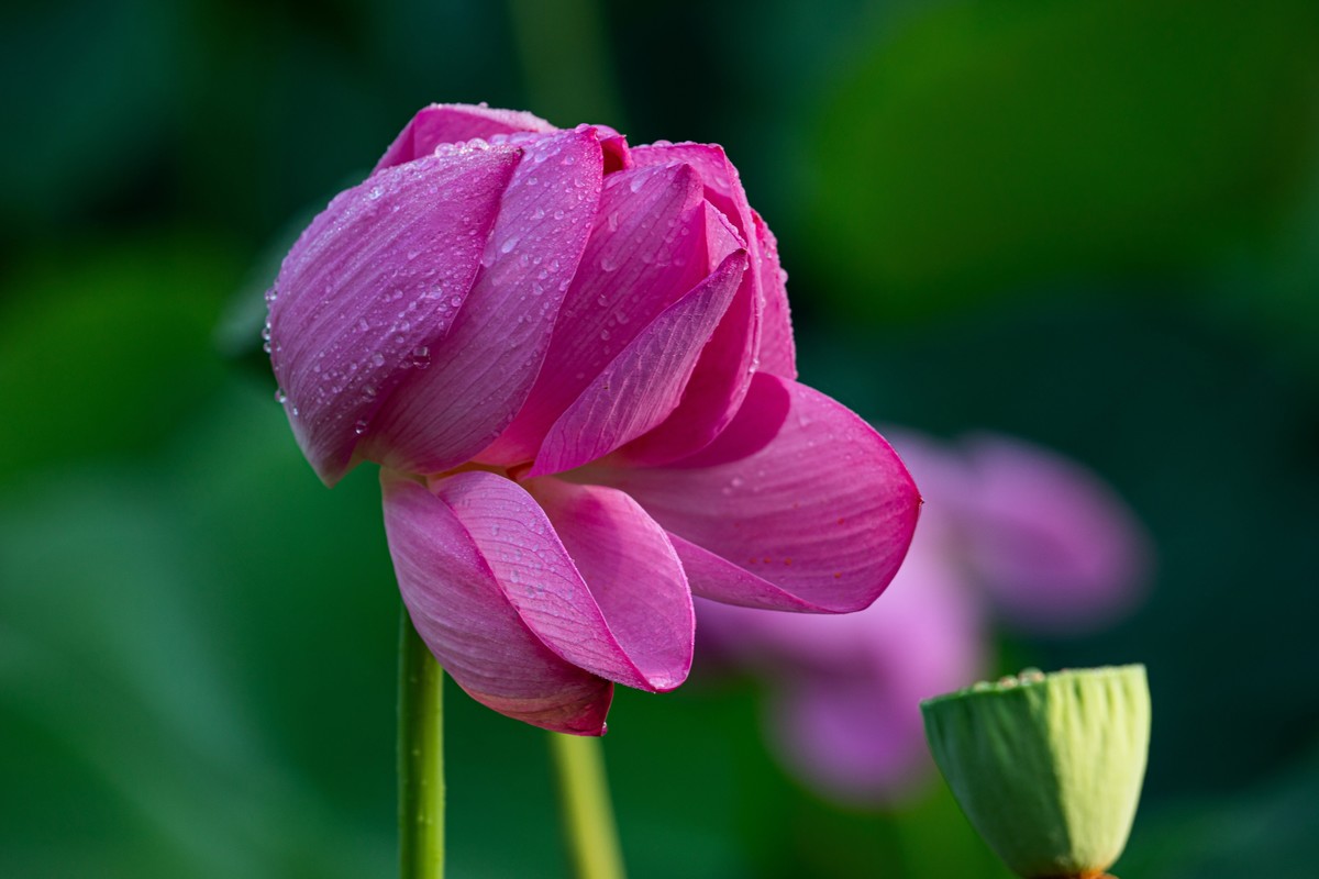 雨后千姿百艳的荷花