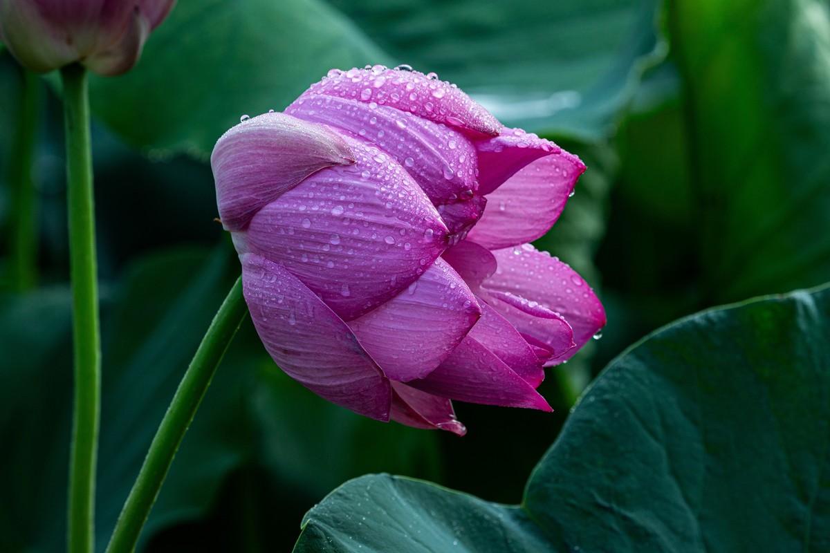 雨后千姿百艳的荷花