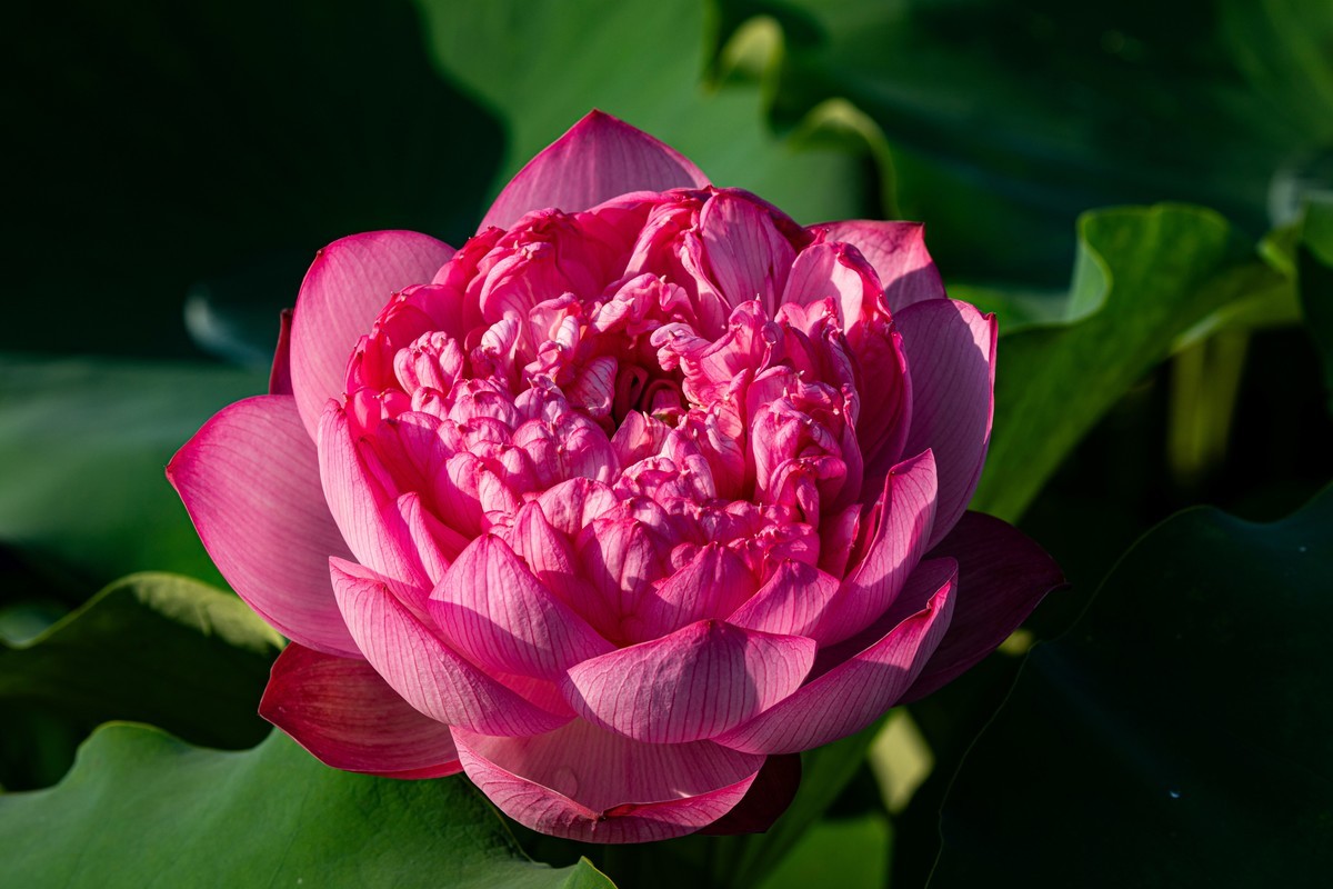 雨后千姿百艳的荷花