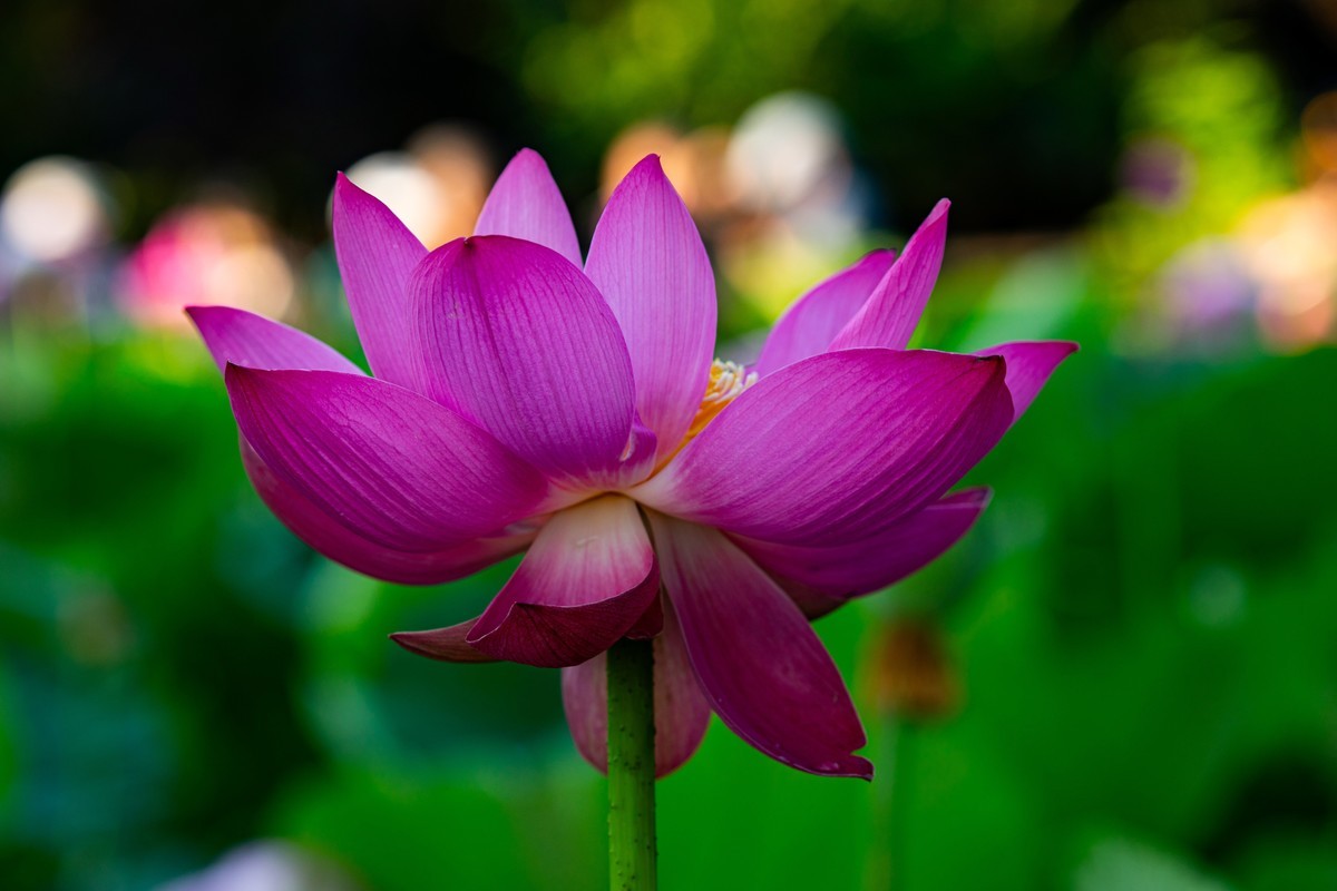 雨后千姿百艳的荷花