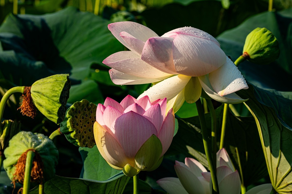 雨后千姿百艳的荷花
