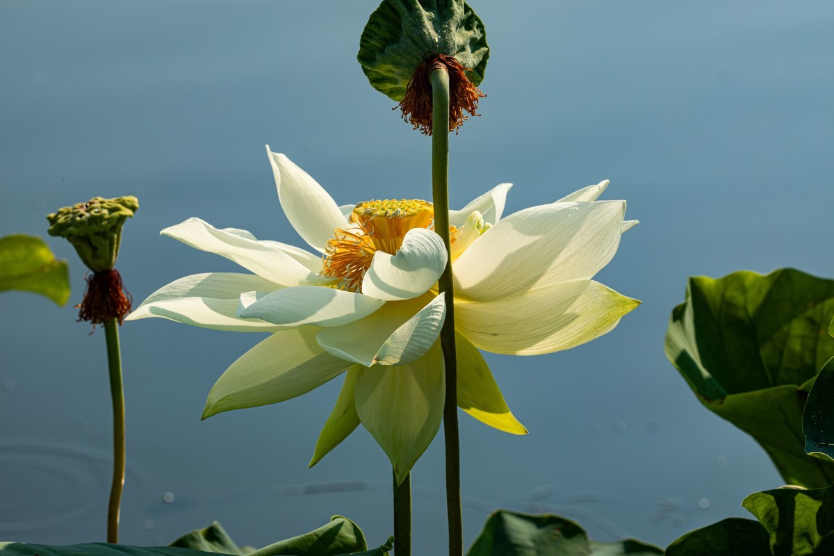 雨后千姿百艳的荷花