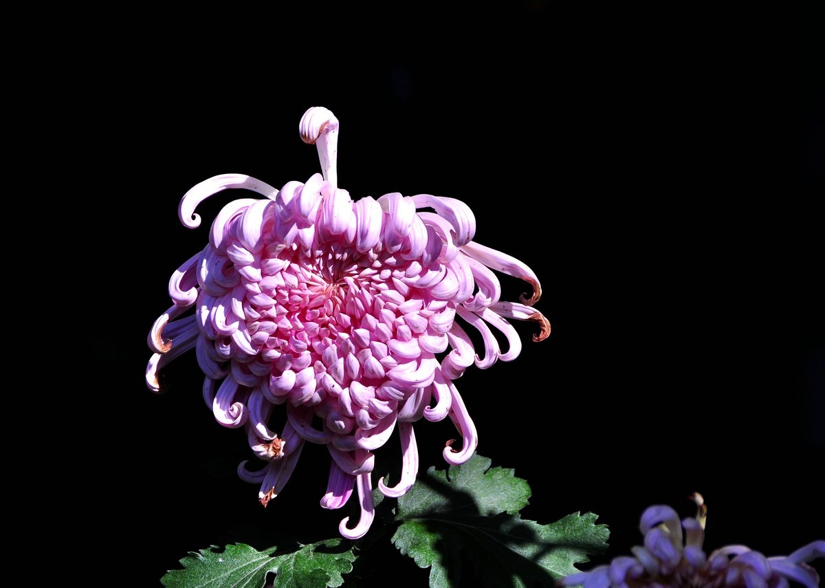 昙华寺菊花展