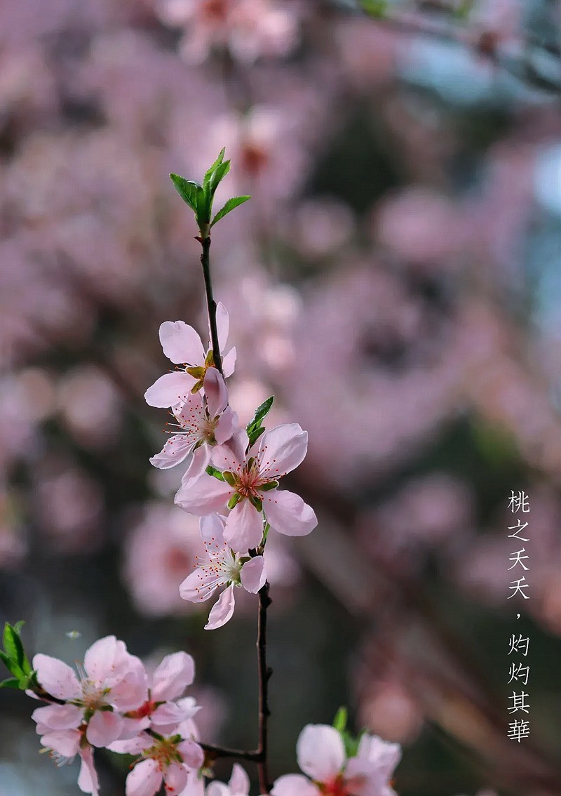 桃花美