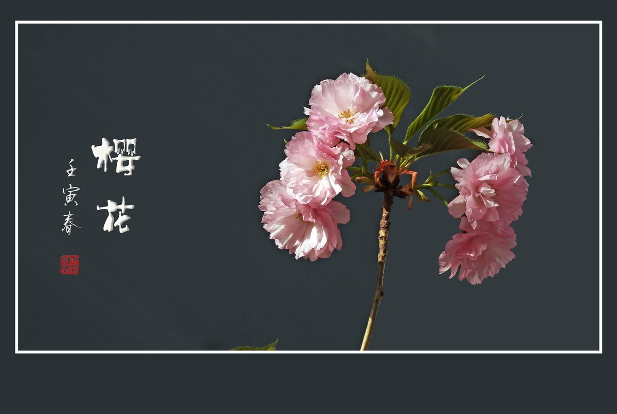 花团锦簇的樱花