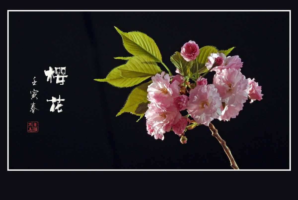 花团锦簇的樱花