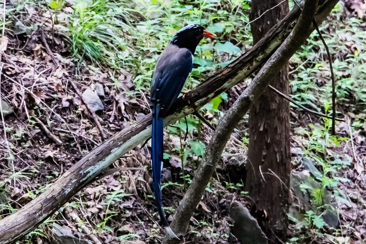 【镜头里】第1367号：北京·香山公园夏日美景（十二）