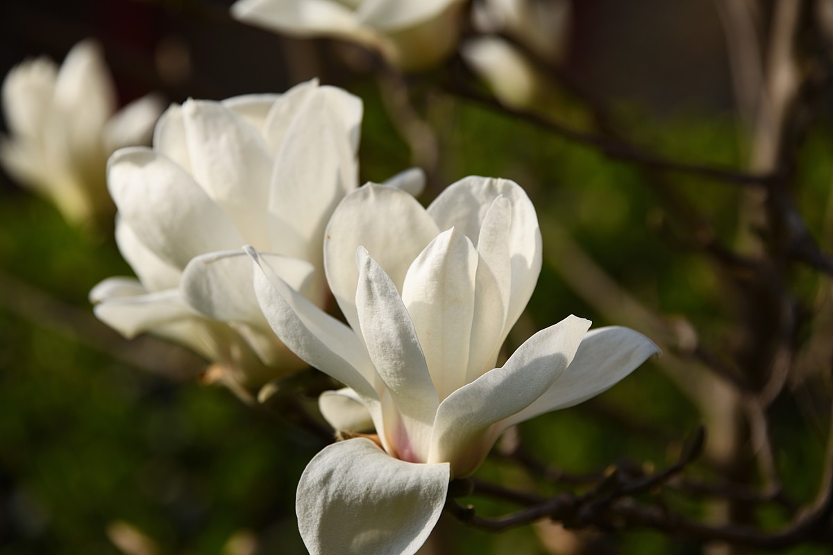 2023玉兰花（16）