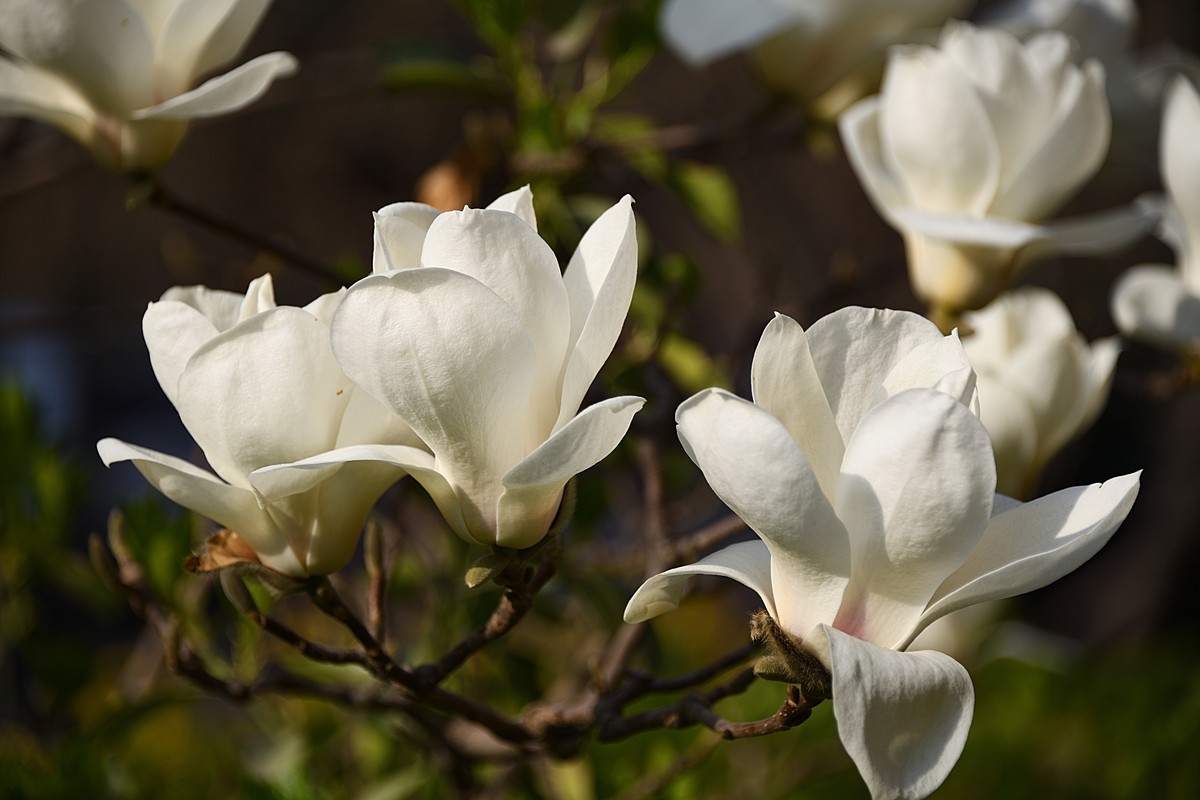 2023玉兰花（16）