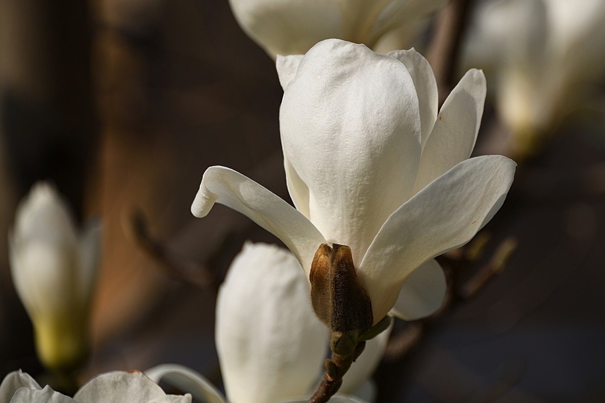 2023玉兰花（16）