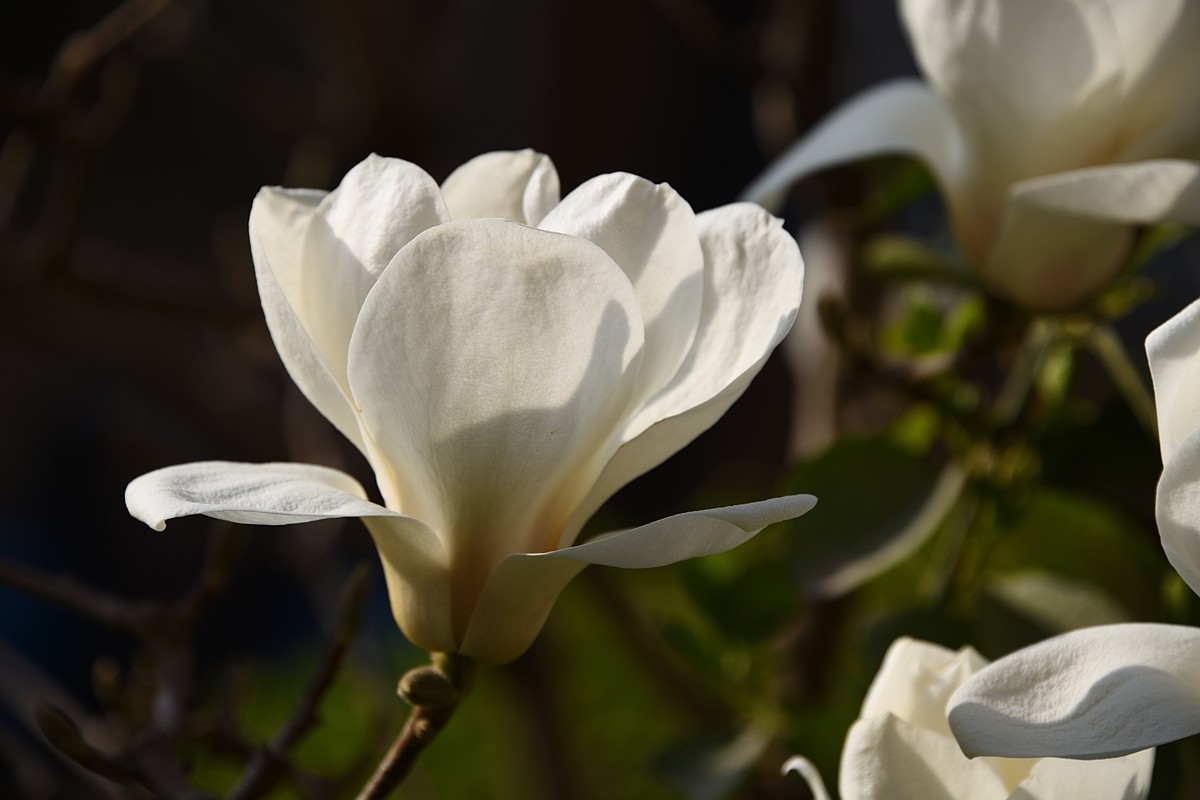 2023玉兰花（16）