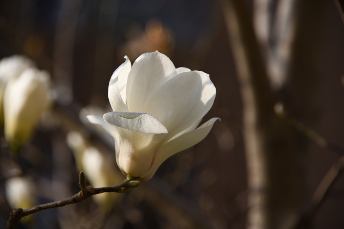 2023玉兰花（16）