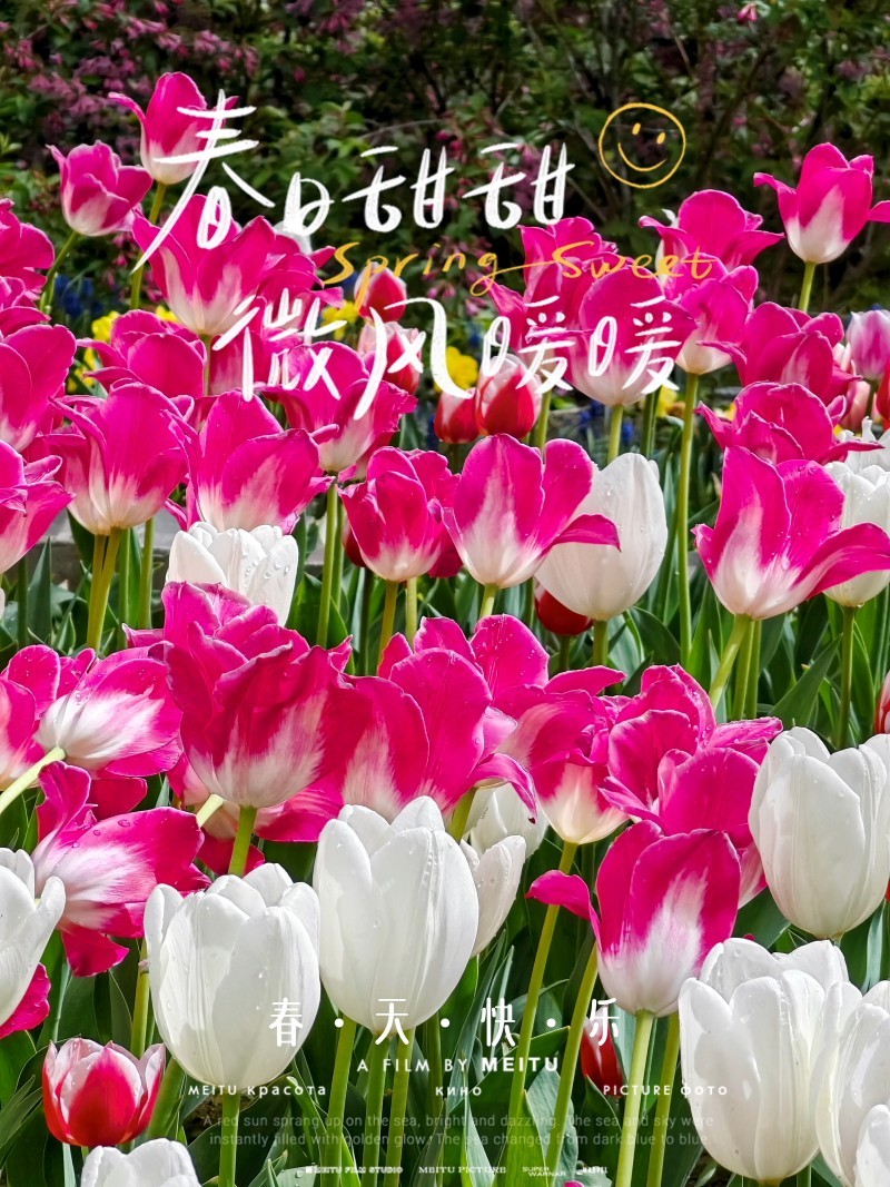 春花争艳----向星空(中国)中辛勤工作的师友们问好！