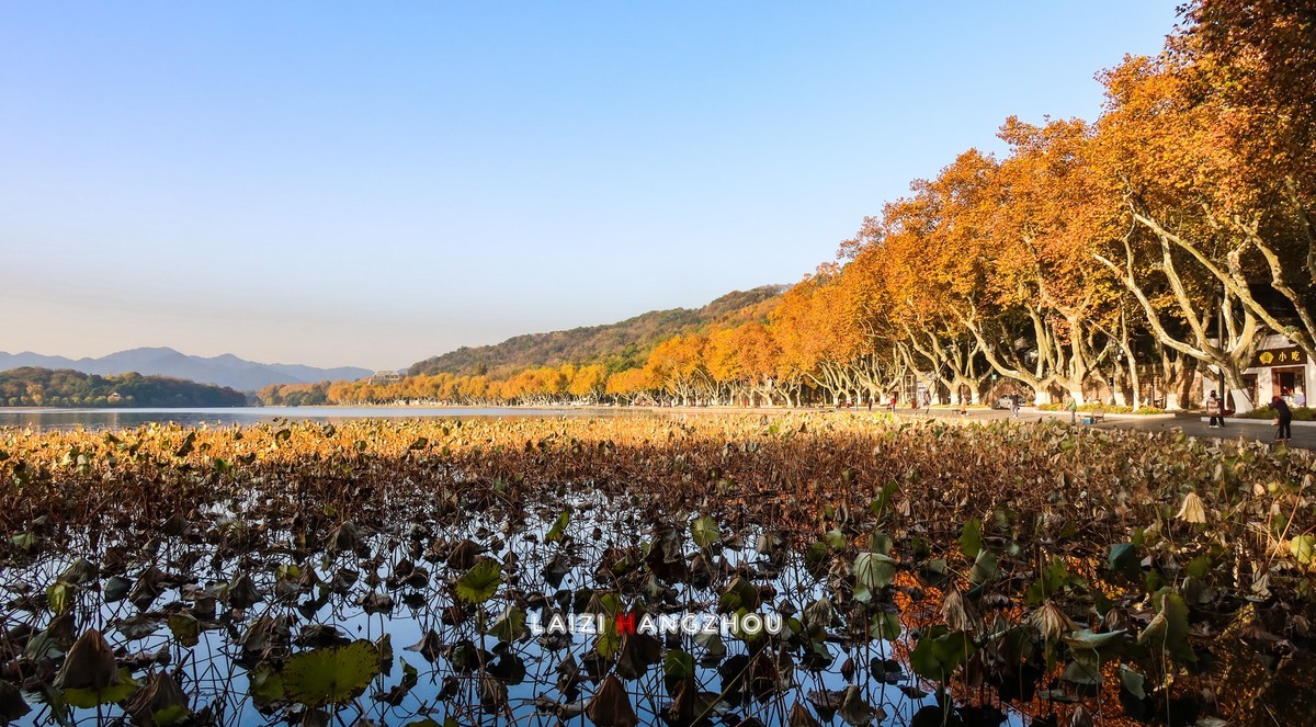 西湖秋色如约而至 (1)