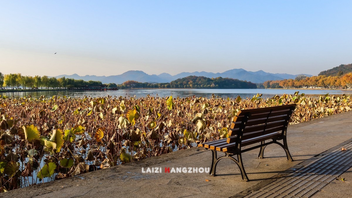 西湖秋色如约而至 (1)